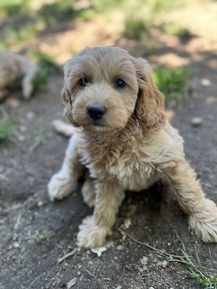 Betty's First Litter » RedLetter Doodles
