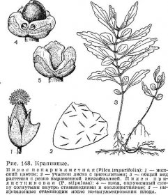 Čeleď kopřivovité (Urticaceae)
