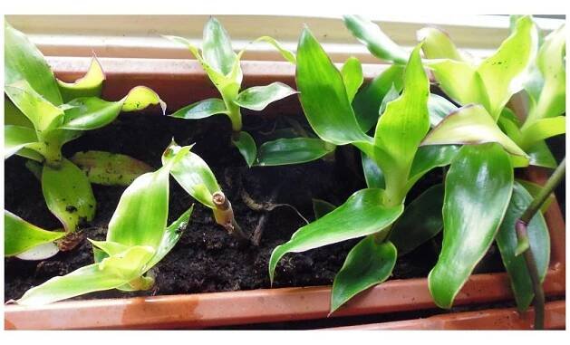 Kalisie voňavá – Callisia fragrans - PepinoGold.cz