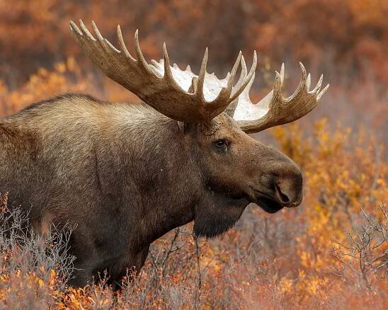 Alaska’s Great Land Giant: The Moose
