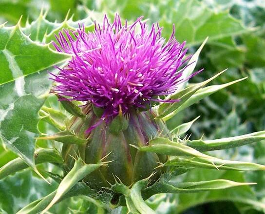 Milk Thistle & Silymarin Dosage + Side Effects & Interactions