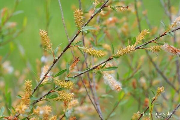 Vrba trojmužná (Salix triandra)
