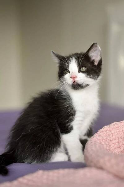 Adoption Love Stories | One Love Animal Rescue Success Stories