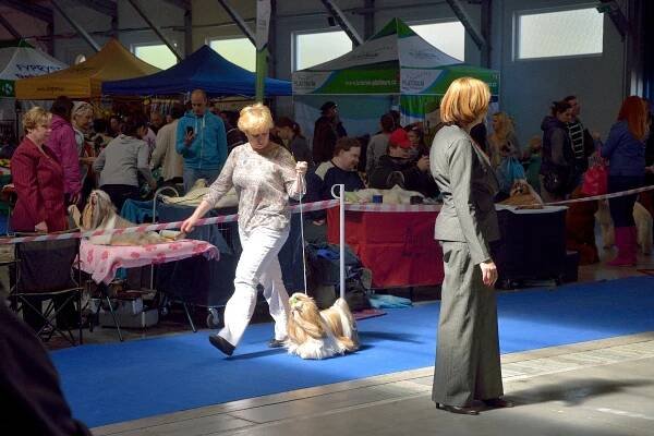shih-tzu | Výstavy 2014