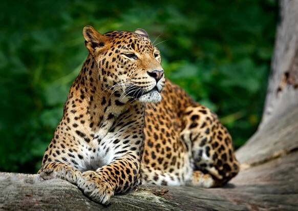 Srílanské leopard — Stock obrázek