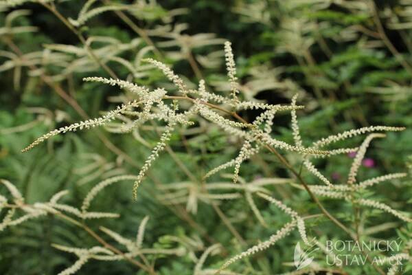 Aruncus aethusifolius 'Horatio' - udatna | Lukáš Hrdinka | Autoři | iBotky.cz
