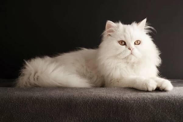 Persian Cat Breed Information, Traits, Characteristics, Facts & Photos