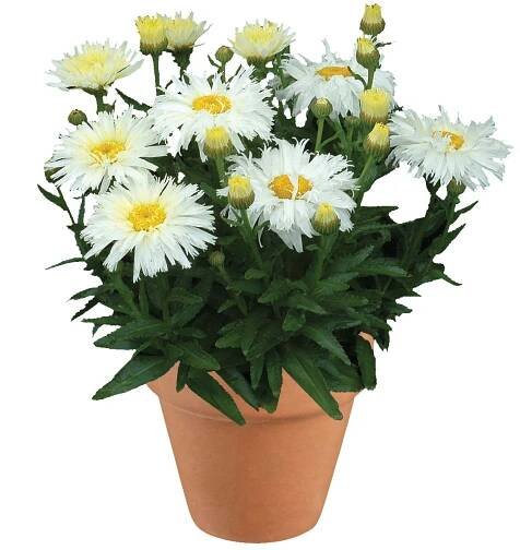 Leucanthemum 'Belgian Lace'