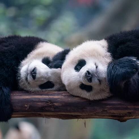San Diego Zoo Could Be First in U.S. to Get Pandas From China Again