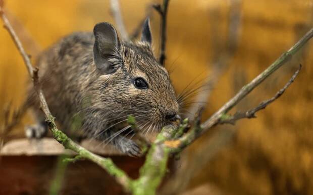 Živé zvíře Osmák degu - Octodon degus | Super zoo