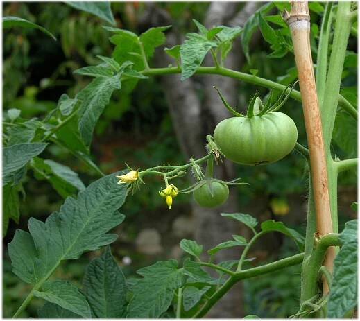Solanum lycopersicum L. - Portale della Flora d'Italia / Portal to the Flora of Italy