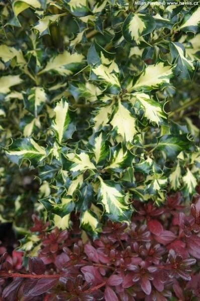 Ilex aquifolium Silver Milkboy