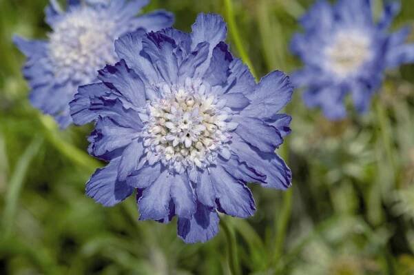 Hlaváč kavkazský 'Fama Deep Blue'