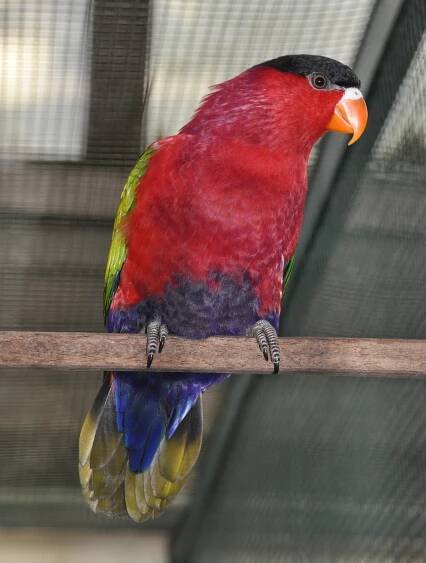 Purple-bellied lory