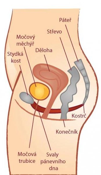 Svaly Lidskeho Tela Obrazky Seznam Cz