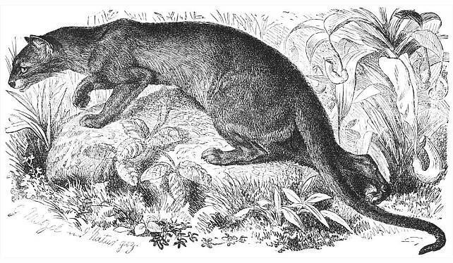 Fossa (Cryptoprocta ferox). Illustration von G. Mützel aus BREHMS THIERLEBEN (1882-1887). Gemeinfrei.