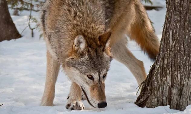 Grey wolf smelling