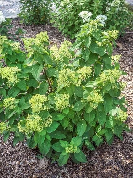Hydrangea paniculata ´Mojito´® , Hortenzie latnatá, C3, 20-40 cm