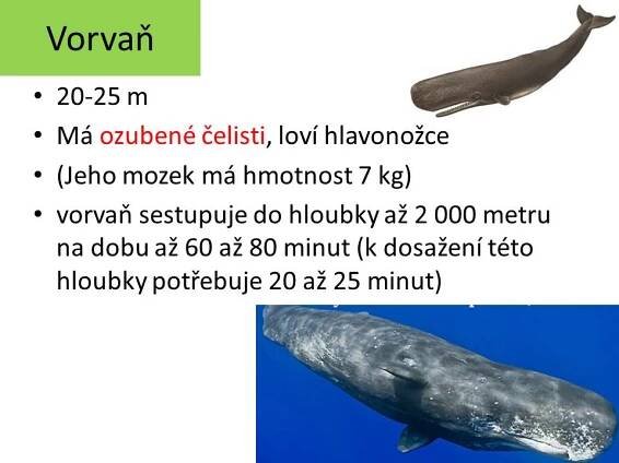 Ploutvonožci, kytovci … – Materiály pro žáky ZŠ
