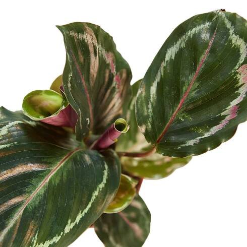 Best Sellers — Plant Shop — The Zen Succulent | Low Maintenance Greenery At Your Doorstep