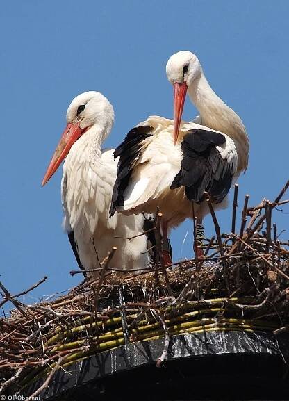 Pin by Annick Robinet on Cigognes | Pet birds, Wild birds, Colorful birds