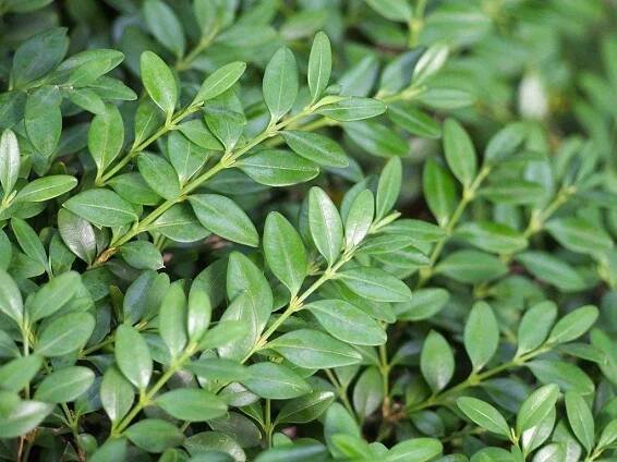 Lush Buxus Branches