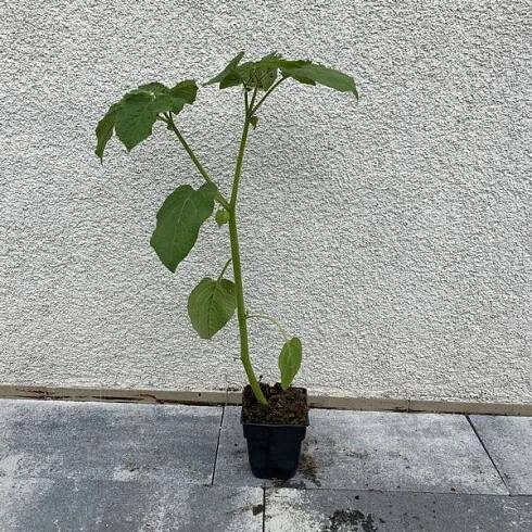 Sazenice Physalis sazenice Mochyně ) P9/C1 Výrobce žádná značka