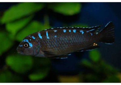 Pseudotropheus elongatus neonspot - Tlamovec elongatus neonspot - Chov a prodej akvarijních ryb Josef Plochý