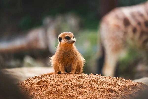 Meerkat in Savannah, Bioparc Zoo of Valencia.