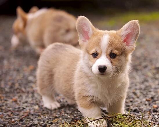 Slipped Discs in Dogs