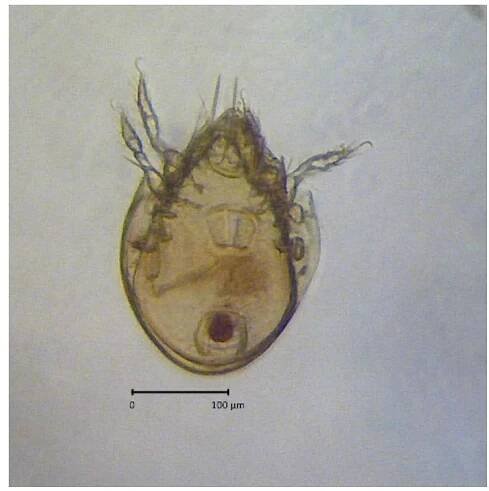 Figure 3. Hydrozetes sp.  of mites. The measured DO range is 1.10 - 8.00 mg / | with an average of 3.59 + 1.59 mg /1. Low DO levels in water samples measured showed too little-dissolved oxygen content. The parasitic mi- tes do not absorb oxygen directly from the DO in the water. According to Marx & Messner (2012), Hydrozetes lacustris have a mechanism for conduc- ting oxygen uptake of free air through the plast- ron found in the cerotegument. Rahmawati et al. (2017) stated that the DO factor in the waters is an abiotic factor and the diffusion of oxygen from the atmosphere into the water that occurs directly is a major factor in the formation of DO in the water. 