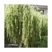 Salix x erythroflexuosa 40/60 cm
