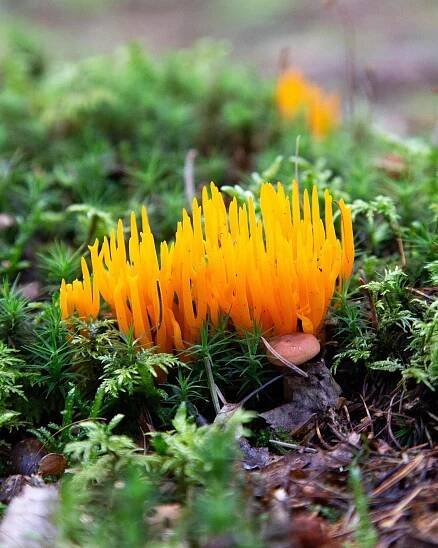 Yellow Stagshorn. A pleasant find during the summer, autumn and winter months in the U.K. Although not regarded as edible due to its low yield and gelatinous texture (it’s also referred to as Jelly Antlers - go figure). Its luminous appearance 