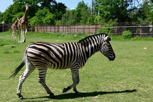 V ZOO Olomouc přibyl samec zebry Chapmanovy, přijel k nám až z Liberce