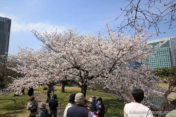 Sakura at Hamarikyu Gardens - 10 Hometowns for Each - takuminasuno.com