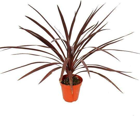 Red Club Lily - Cordyline australis "Red Star" - květináč 12 cm - výška cca 50 cm