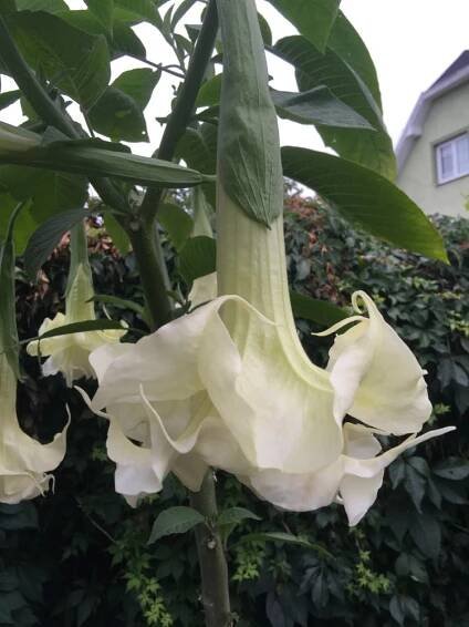 MADAME DE POMPADOUR | Brugmansia