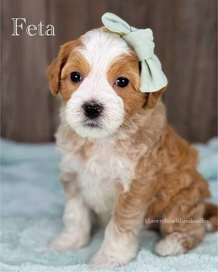 Gracie/Pilot 2025 - Avery Lane Labradoodles