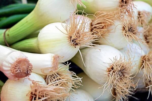 jarni-cibule