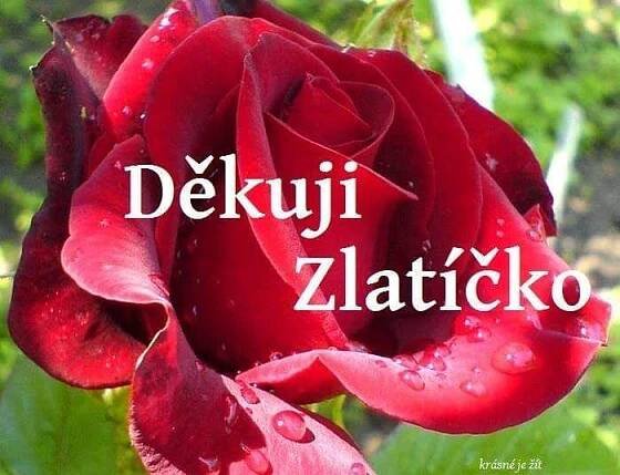 a red rose with the words dekuj zlatcko on it