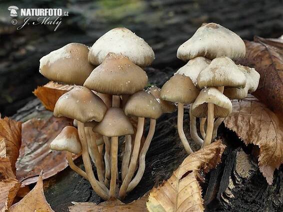 lysohlávka česká | Naturfoto.cz
