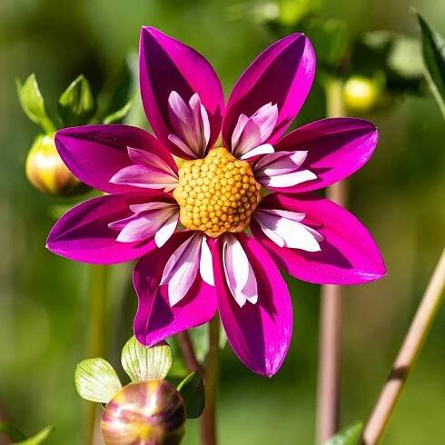 Jiřinka proměnlivá Dandy směs barev – Dahlia variabilis – prodej semen