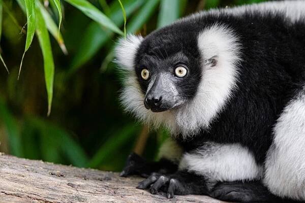 Nebývalý úkaz: V olomoucké zoo se narodila trojčata lemura