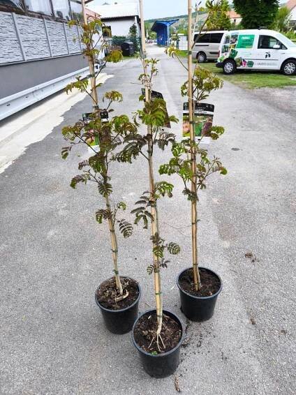Albizia julibrissin "Summer Chocolate", 150-160 cm
