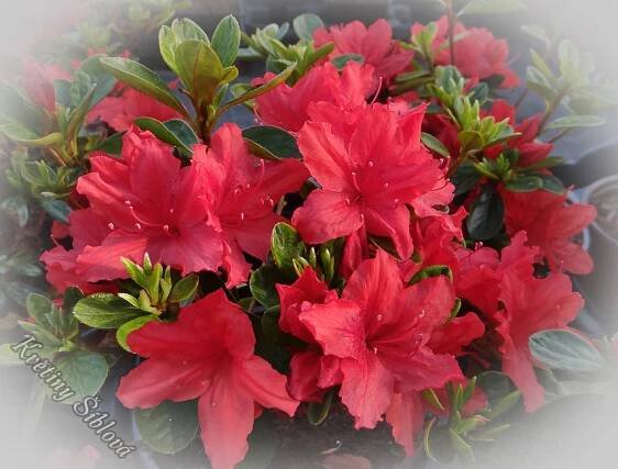 Azalea japonica 'Hino Scarlet'