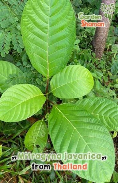 GardenShaman.eu - Mitragyna javanica seeds Samen