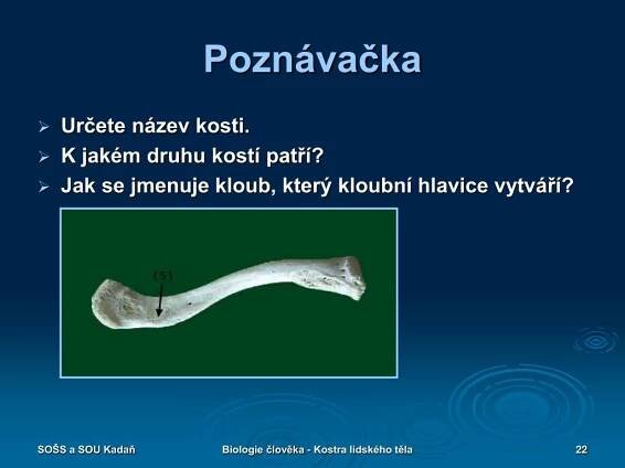 PPT - BIOLOGIE ČLOVĚKA KOSTRA LIDSKÉHO TĚLA PowerPoint Presentation - ID:4931484