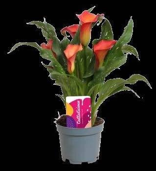 Callalicious© | Calla Zantedeschia catalogus 2024 |Vreugdenhil Bulbs & Plants by Vreugdenhil Bulbs & Plants - Issuu