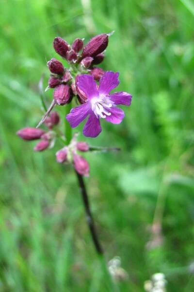 Smolnička obecná (Lychnis viscaria)