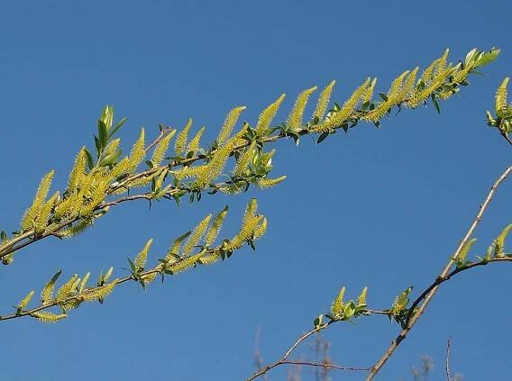 Vrba trojmužná Salix triandra | Blanokřídlí v Praze